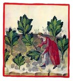 The Tacuinum (sometimes Taccuinum) Sanitatis is a medieval handbook on health and wellbeing, based on the Taqwim al‑sihha تقويم الصحة ('Maintenance of Health'), an eleventh-century Arab medical treatise by Ibn Butlan of Baghdad.<br/><br/>

Ibn Butlân was a Christian physician born in Baghdad and who died in 1068. He sets forth the six elements necessary to maintain daily health: food and drink, air and the environment, activity and rest, sleep and wakefulness, secretions and excretions of humours, changes or states of mind (happiness, anger, shame, etc). According to Ibn Butlân, illnesses are the result of changes in the balance of some of these elements, therefore he recommended a life in harmony with nature in order to maintain or recover one’s health.<br/><br/>

Ibn Butlân also teaches us to enjoy each season of the year, the consequences of each type of climate, wind and snow. He points out the importance of spiritual wellbeing and mentions, for example, the benefits of listening to music, dancing or having a pleasant conversation.<br/><br/>

Aimed at a cultured lay audience, the text exists in several variant Latin versions, the manuscripts of which are characteristically profusely illustrated. The short paragraphs of the treatise were freely translated into Latin in mid-thirteenth-century Palermo or Naples, continuing an Italo-Norman tradition as one of the prime sites for peaceable inter-cultural contact between the Islamic and European worlds.<br/><br/>

Four handsomely illustrated complete late fourteenth-century manuscripts of the Taccuinum, all produced in Lombardy, survive, in Vienna, Paris, Liège and Rome, as well as scattered illustrations from others, as well as fifteenth-century codices.