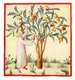 Iraq / Italy: Sour Pomegranates (Granata Acetosa). Illustration from Ibn Butlan's Taqwim al-sihhah or 'Maintenance of Health' (Baghdad, 11th century) published in Italy as the Tacuinum Sanitatis in the 14th century